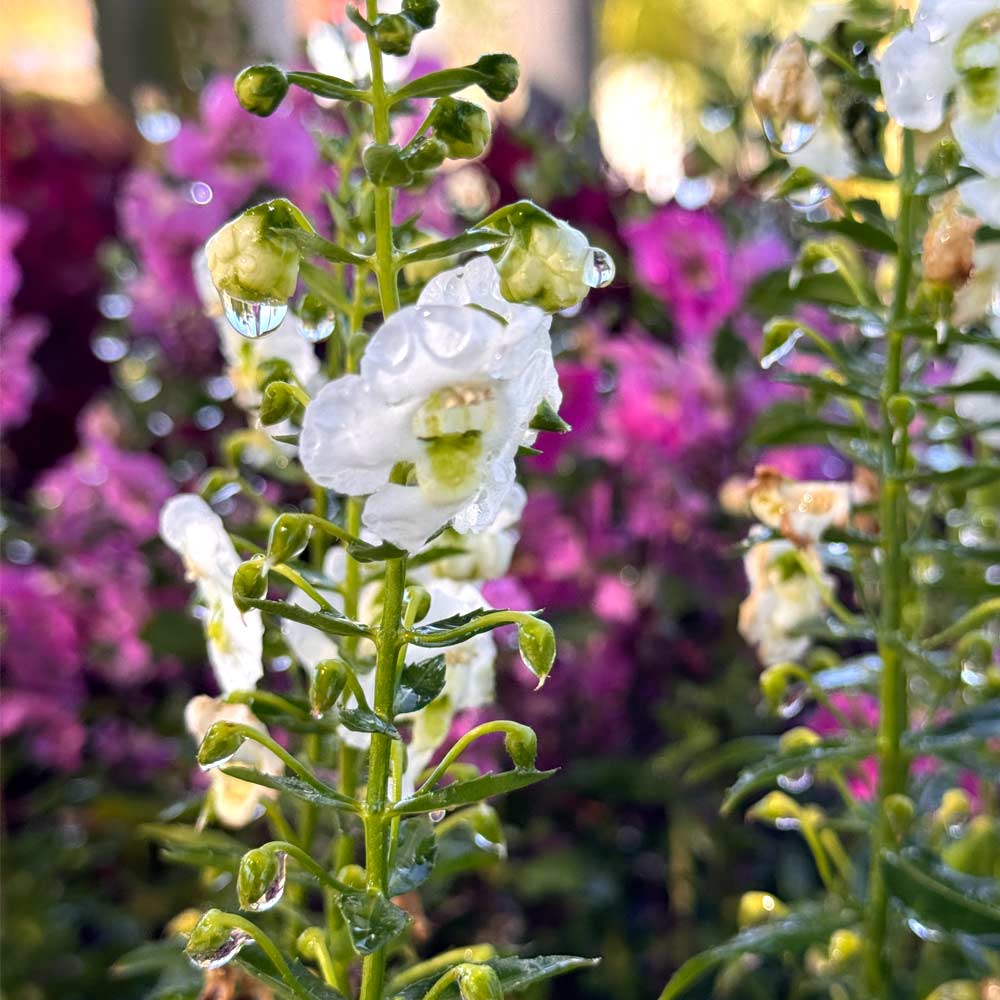 Summer Snapdragon