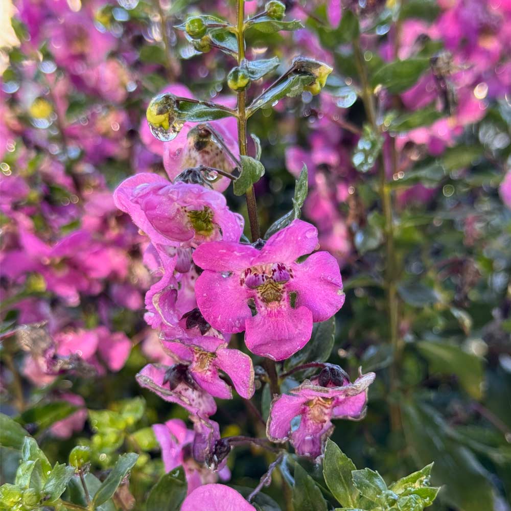 Summer Snapdragon