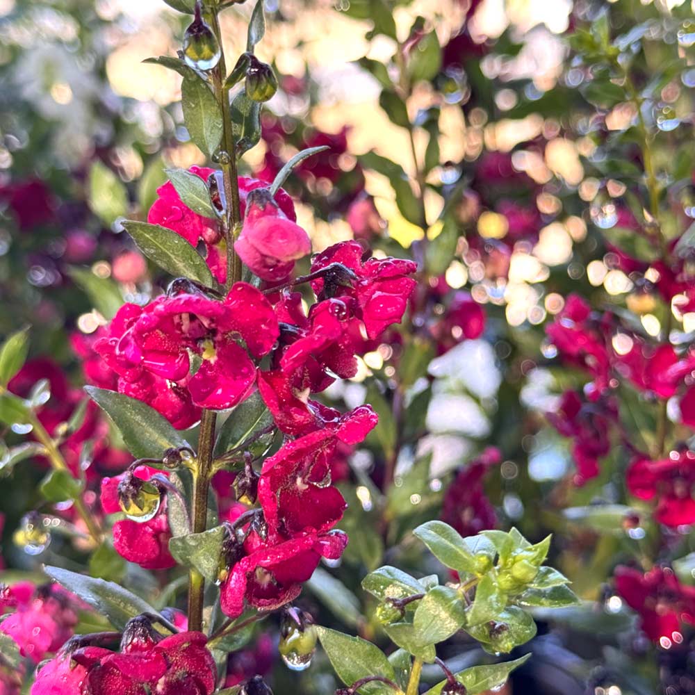 Summer Snapdragon